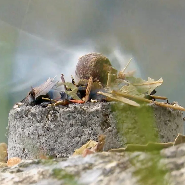 Ver.lust - when lust fades | Lara Mandioni